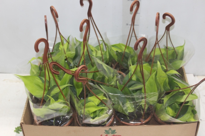 <h4>PHILODENDRON BRASIL C13 PENDENTE</h4>