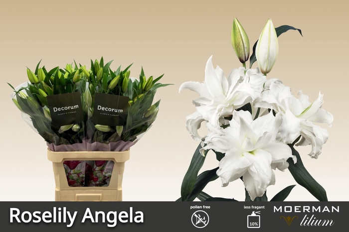 <h4>LI OR DU RL ANGELA</h4>