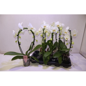 arr8 Phal An Glasgow Mirror