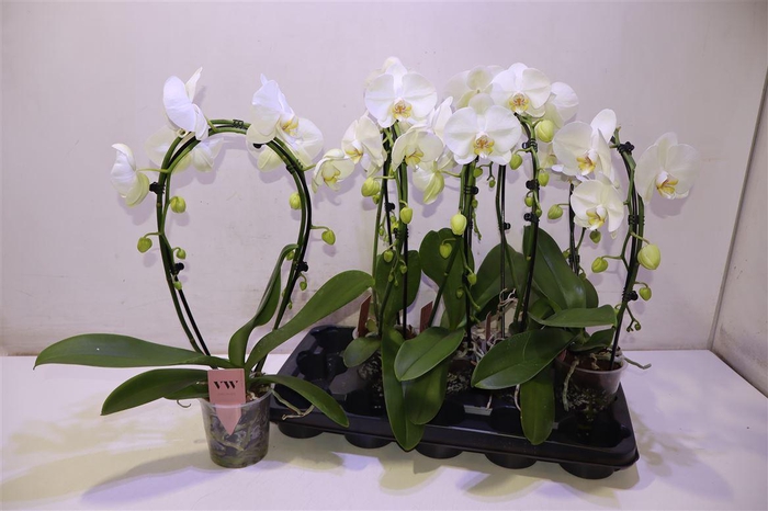 <h4>arr8 Phal An Glasgow Mirror</h4>