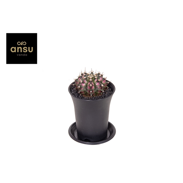 <h4>Gymno Cactus 'T-Rex Hybrid Pink'</h4>