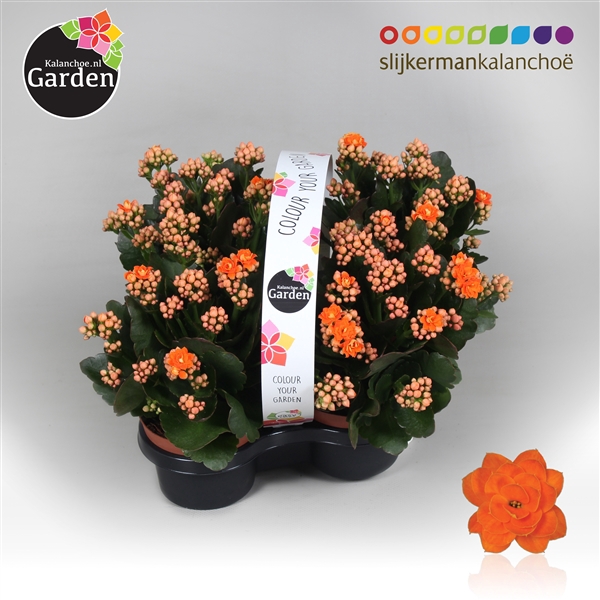 <h4>Garden Kalanchoe - Orange 4-pack</h4>