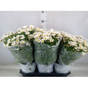 Argyranthemum   ...