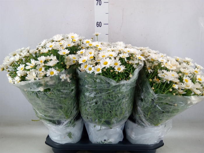 <h4>Argyranthemum   ...</h4>