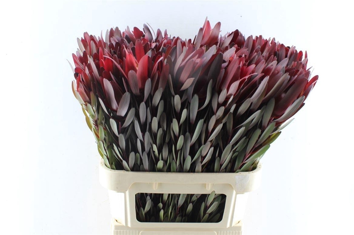 <h4>LEUCAD SAF SUNSET</h4>