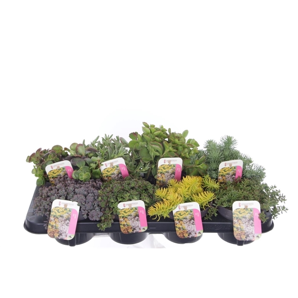 <h4>Sedum mix in tray</h4>