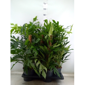 Epipremnum pinn. 'Baltic Blue'