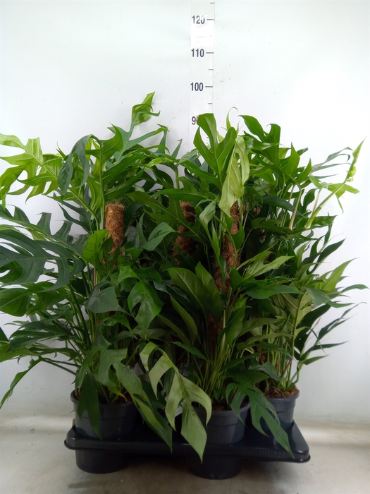 <h4>Epipremnum pinn. 'Baltic Blue'</h4>