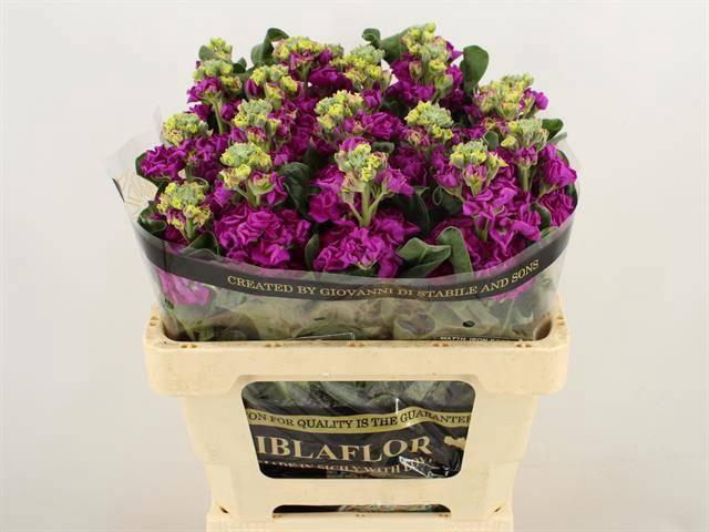 <h4>MATTH IRON ROSE</h4>