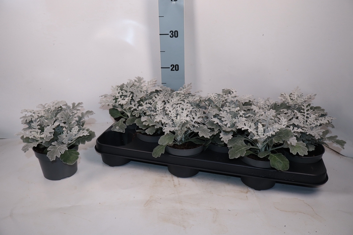 <h4>JACOBAEA MARITIMA</h4>