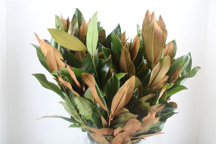 <h4>Magnolia P Bunch</h4>