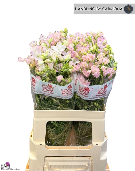 <h4>DELPH EN ENERGY PINK</h4>