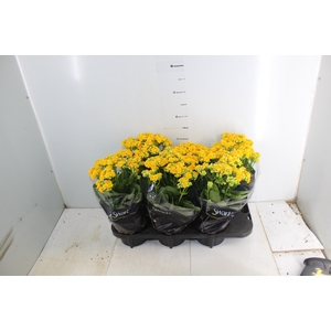 KALANCHOE DOBRADO P15 AMARELO