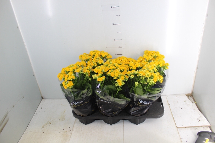 KALANCHOE DOBRADO P15 AMARELO