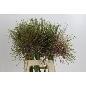 Allium Schubertii