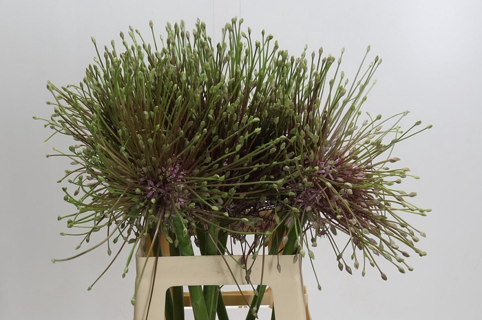 <h4>Allium Schubertii</h4>