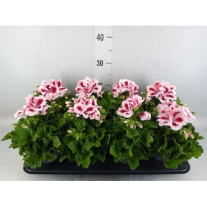 Pelargonium gran.   ..