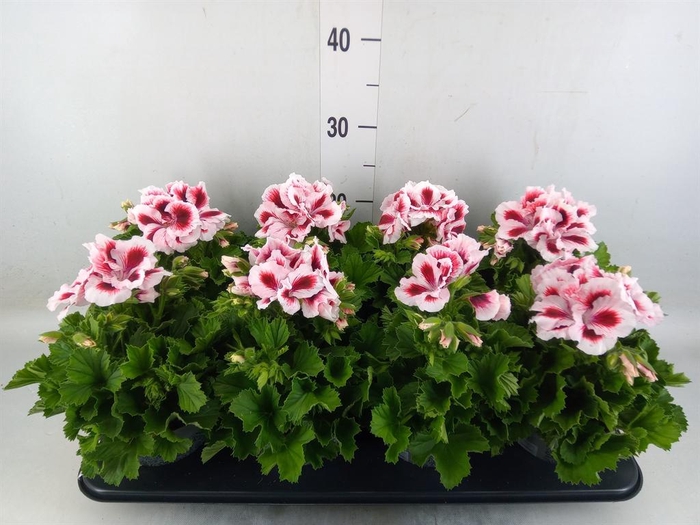 <h4>Pelargonium gran.   ..</h4>