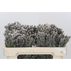 Kaaps Groen Silver Brunia