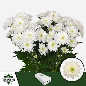 Chr T Pina Colada Trivor