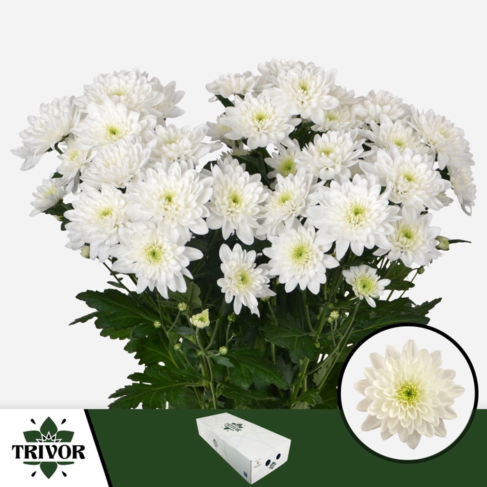 <h4>Chr T Pina Colada Trivor</h4>