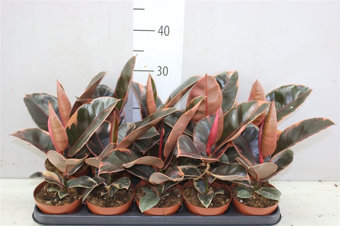 <h4>Ficus Belize</h4>