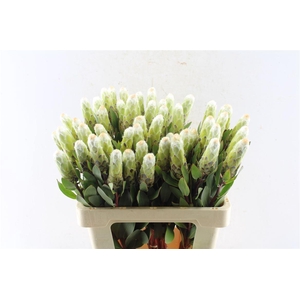 Protea Mundi