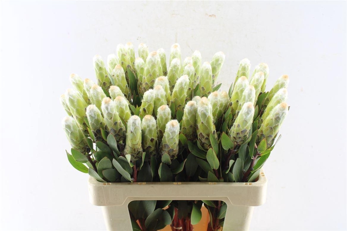 <h4>Protea Mundi</h4>