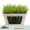 Solidago Super