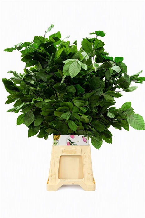 Pres Beuk Green P Bunch