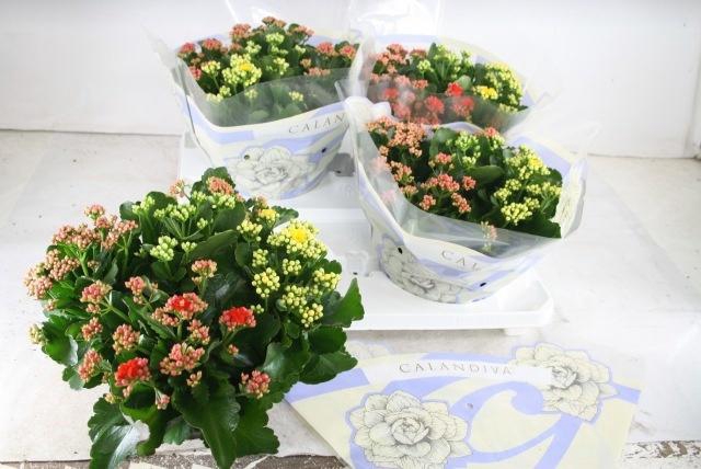 <h4>KAL GE GEM I POT</h4>