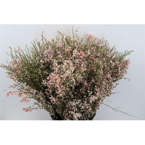 Ginster 400gr Pink P Bunch