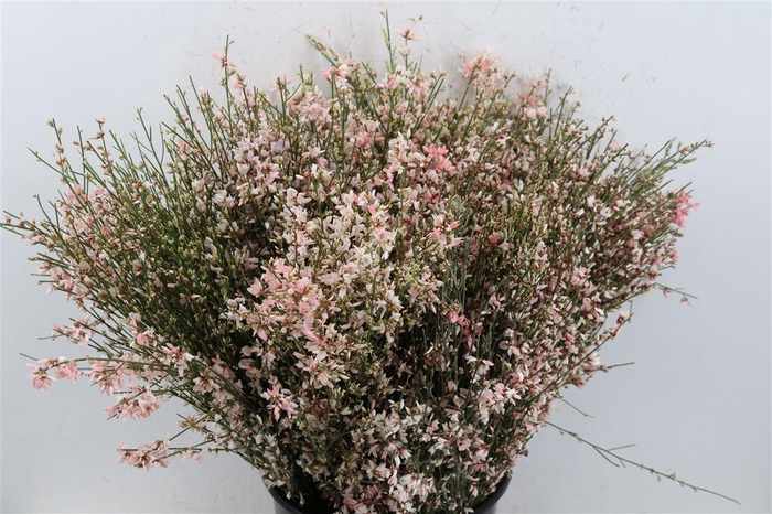 <h4>Ginster 400gr Pink P Bunch</h4>