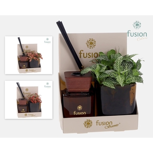 Fusion Scentsglazen gift set met Fittonia