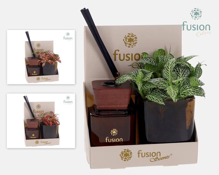 <h4>Fusion Scentsglazen gift set met Fittonia</h4>
