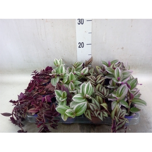 Tradescantia   ...mix