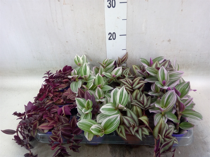 <h4>Tradescantia   ...mix</h4>