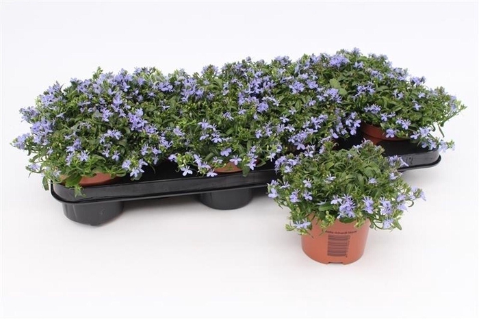 <h4>Lobelia Richardii</h4>