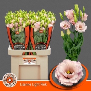 Lisianthus do lisanne light pink