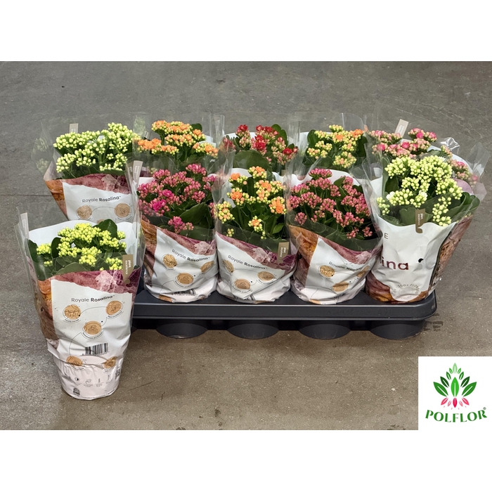 <h4>Kalanchoe ROYALE Mix 12Ø 25cm</h4>