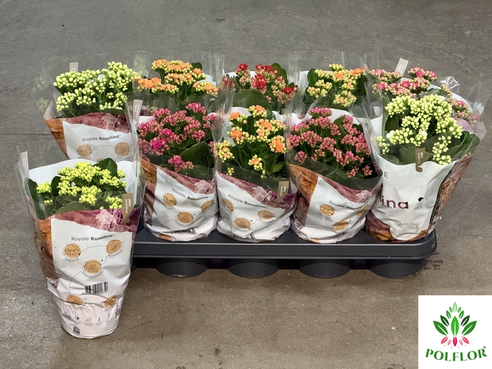 Kalanchoe ROYALE Mix 12Ø 25cm