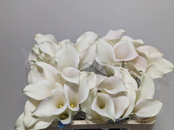 <h4>Zant Capt Ventura</h4>