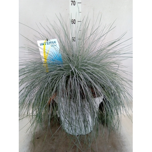 Festuca glauca 'Intens Blue'