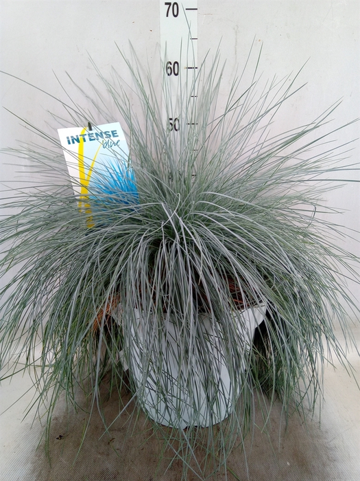 <h4>Festuca glauca 'Intens Blue'</h4>
