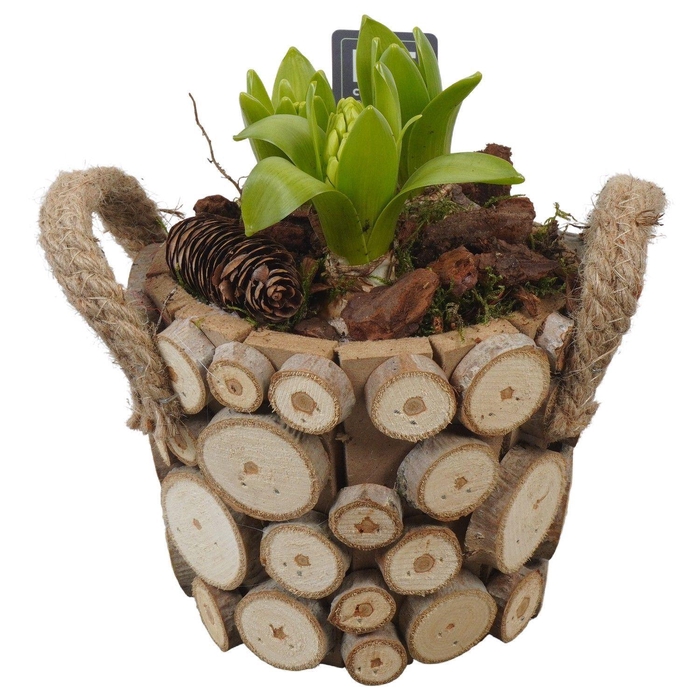 <h4>Arr.  Hyacinthus L%</h4>