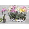 Phal Gem