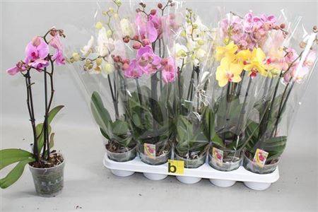 Phal Gem