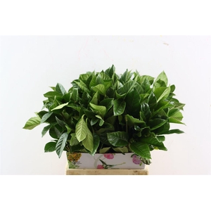 Gardenia Leafs