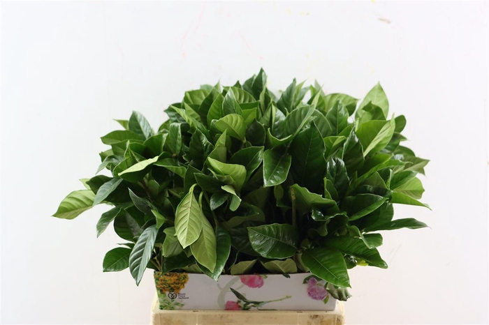 <h4>Gardenia Leafs</h4>