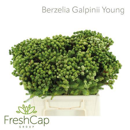 <h4>Berzelia Galpinii (baubles) Young</h4>
